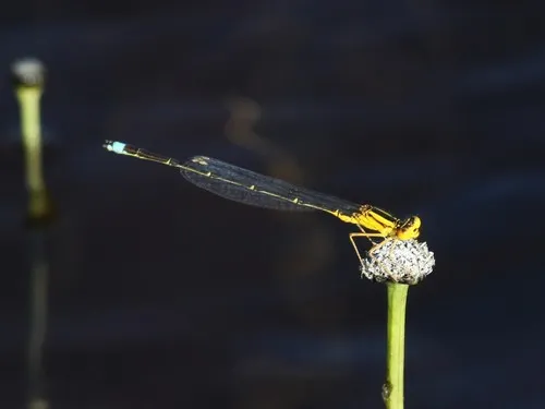 Vesper Bluet