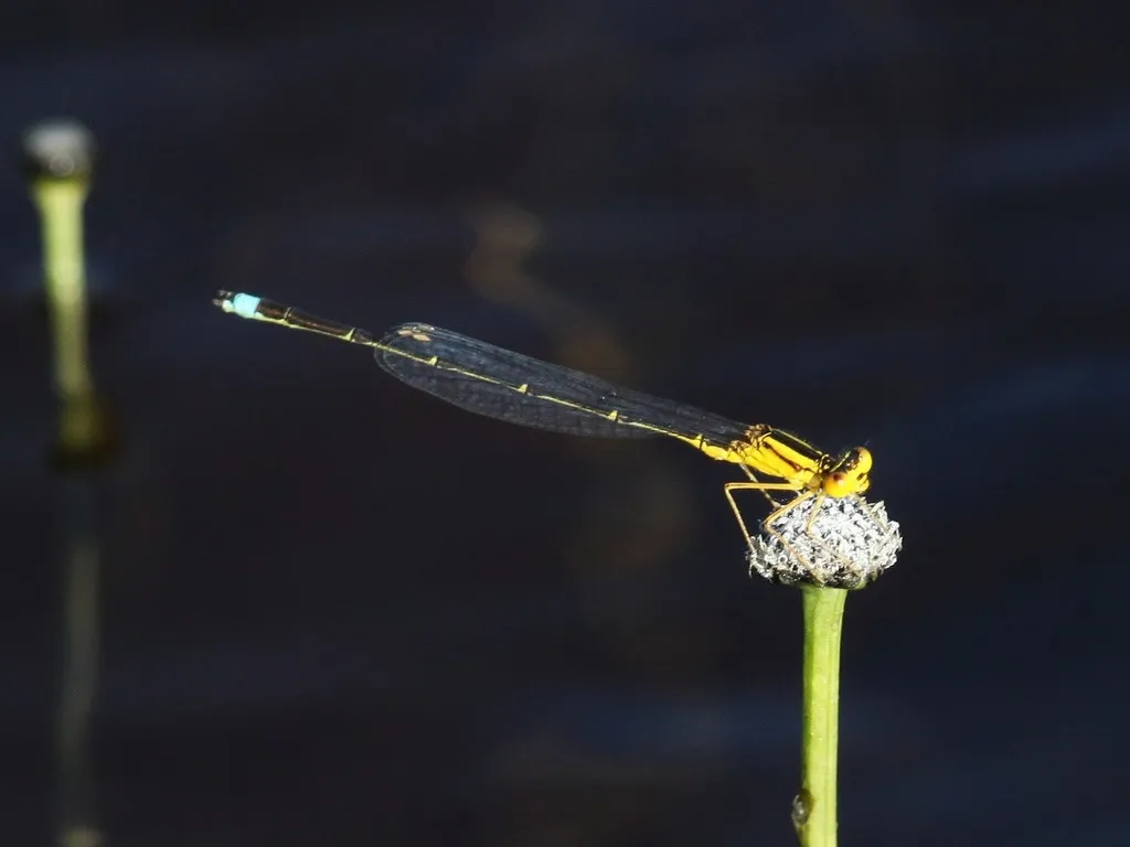 Vesper Bluet - photo 2