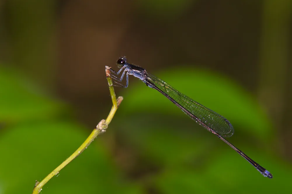 Blackwater Bluet - photo 2