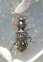 Enallonyx sculptilis
