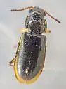Enallonyx sculptilis - photo 2