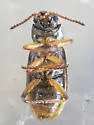 Enallonyx sculptilis - photo 3