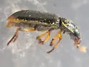 Enallonyx sculptilis - photo 4