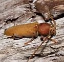 Enaphalodes archboldi