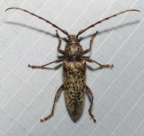 Enaphalodes atomarius - Enaphalodes atomarius