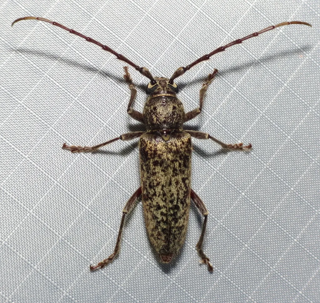 Enaphalodes atomarius - photo 2