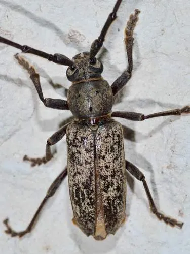 Enaphalodes atomarius - photo 3