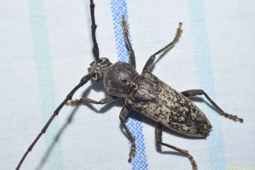 Enaphalodes atomarius - photo 4