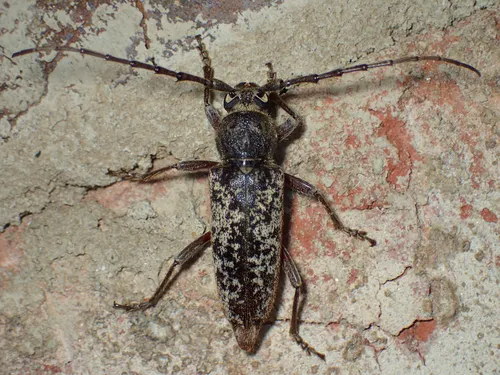 Enaphalodes atomarius - photo 5