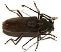 Enaphalodes hispicornis