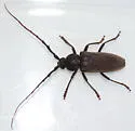 Enaphalodes hispicornis - photo 2