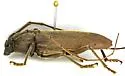 Enaphalodes hispicornis - photo 3