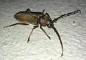 Enaphalodes hispicornis - photo 4