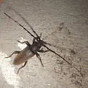 Enaphalodes hispicornis - photo 5