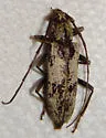 Enaphalodes niveitectus