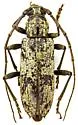 Enaphalodes niveitectus - photo 2