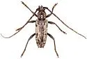 Enaphalodes niveitectus - photo 4