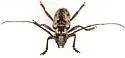 Enaphalodes niveitectus - photo 5