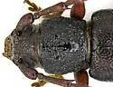 Enaphalodes seminitidus