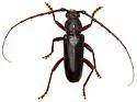 Enaphalodes seminitidus - photo 2