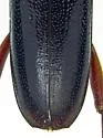 Enaphalodes seminitidus - photo 4