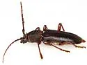 Enaphalodes seminitidus - photo 5