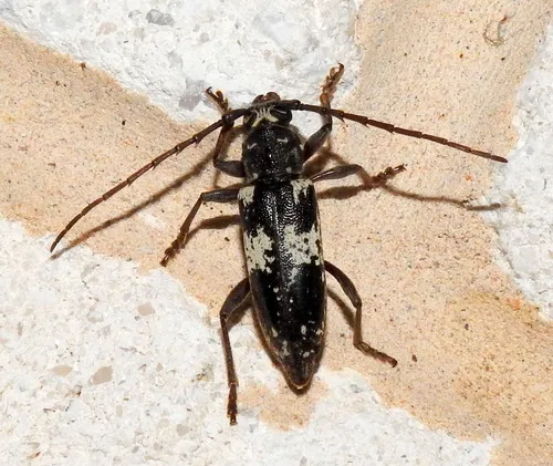 Enaphalodes taeniatus