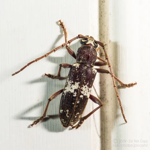 Enaphalodes taeniatus - photo 2
