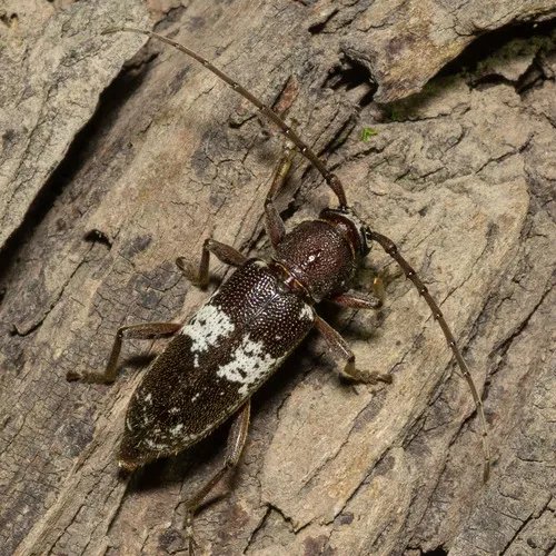 Enaphalodes taeniatus - photo 3