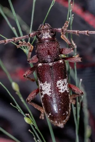 Enaphalodes taeniatus - photo 4