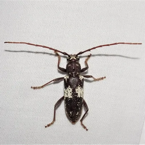 Enaphalodes taeniatus - photo 5