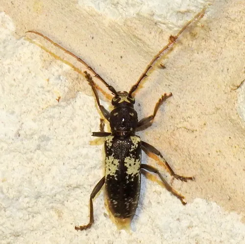 Enaphalodes taeniatus - photo 6