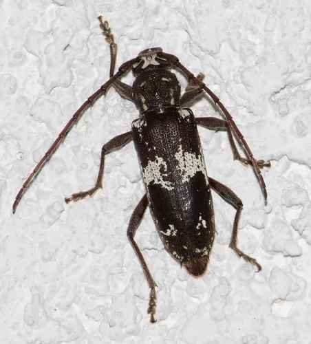 Enaphalodes taeniatus - photo 7