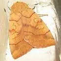 Enargia fausta - Hodges#9550.2