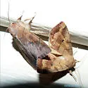 Enargia fausta - Hodges#9550.2 - photo 2