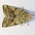 Enargia fausta - Hodges#9550.2 - photo 3