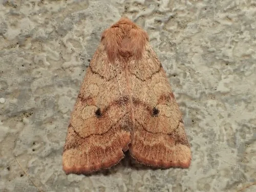 Smoked Sallow - Hodges#9550