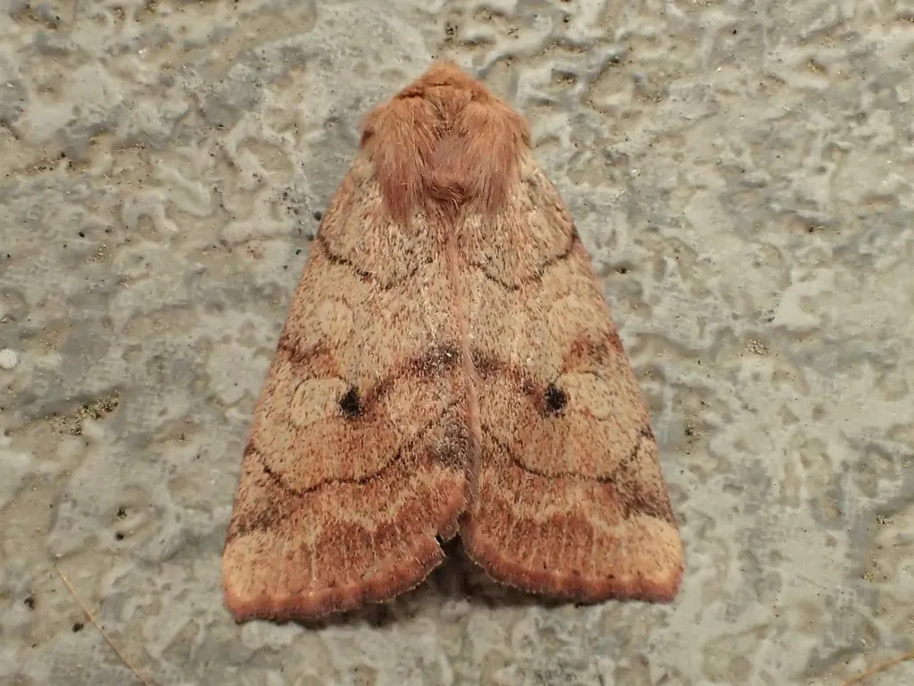 Smoked Sallow - Hodges#9550 - photo 2
