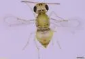 Encarsia lanceolata