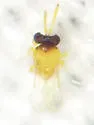 Encarsia nigricephala