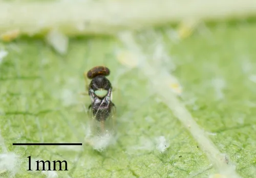 Encarsia noyesi