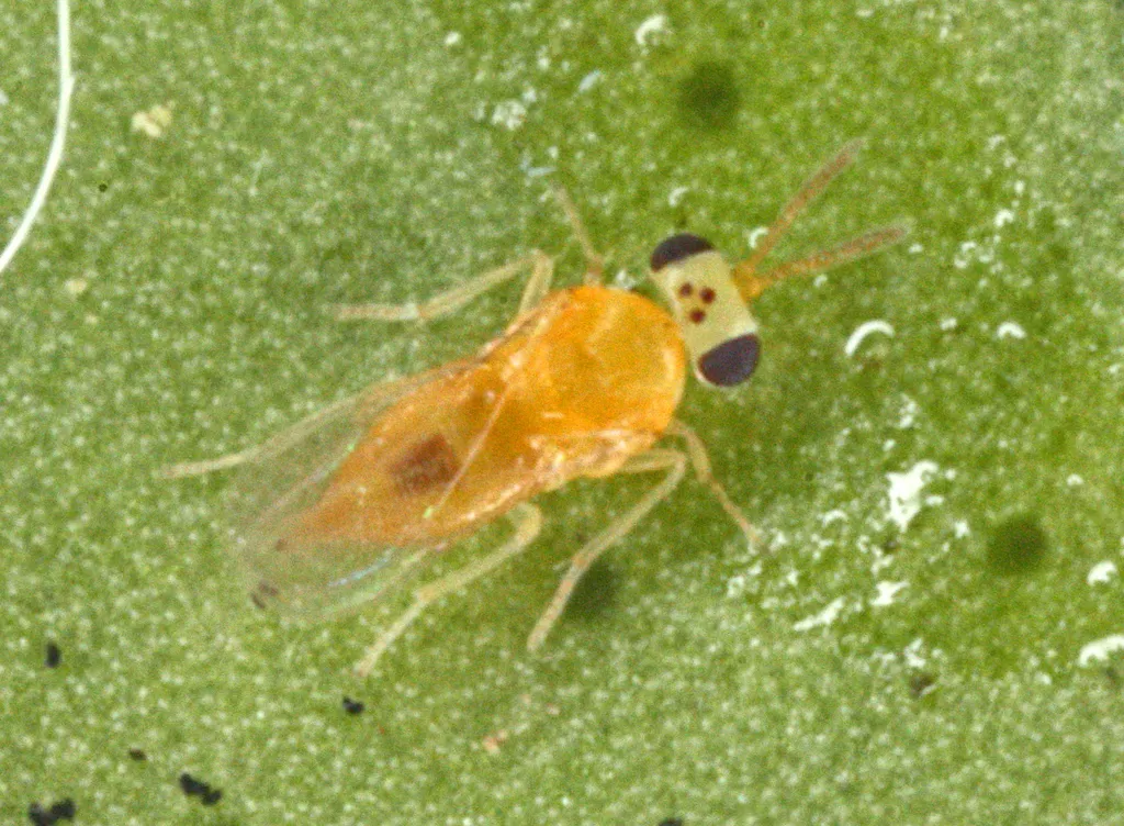 Encarsia strenua
