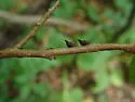 Leatherwood Treehopper
