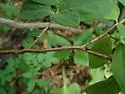 Leatherwood Treehopper - photo 2