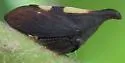 undescribed species that feeds on hickory