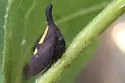 undescribed species that feeds on hickory - photo 2