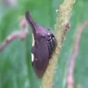 undescribed species that feeds on new jersey tea