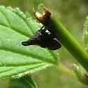 undescribed species that feeds on new jersey tea - photo 2