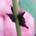 undescribed species that feeds on new jersey tea - photo 3