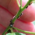 undescribed species that feeds on new jersey tea - photo 4